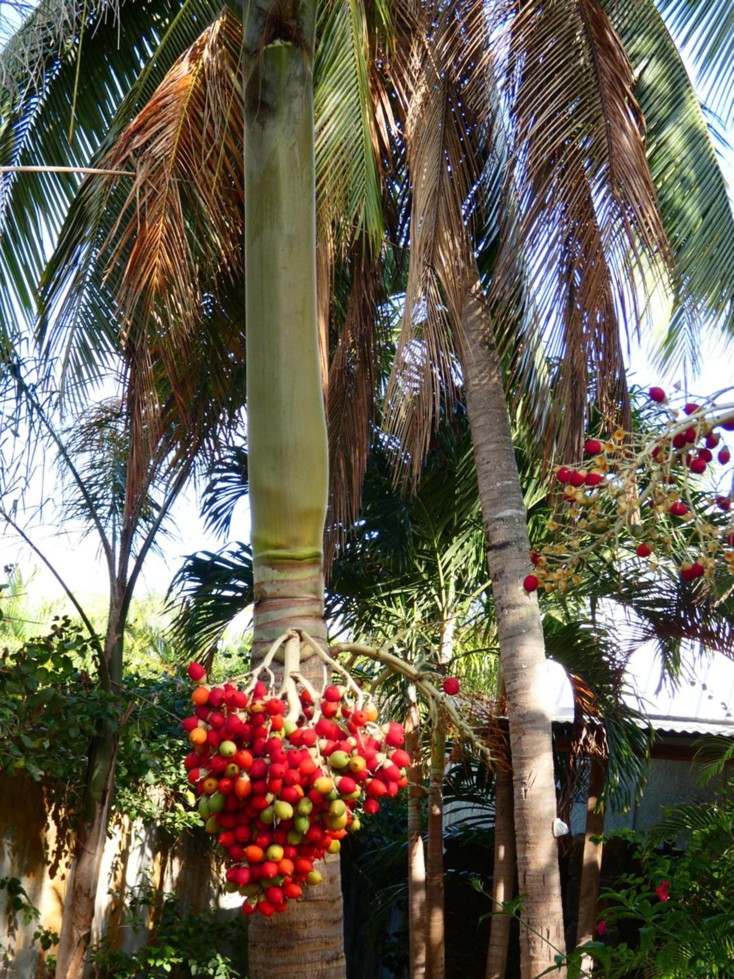 Bed and Breakfast Le Coin Dodo Blue Bay Exteriér fotografie